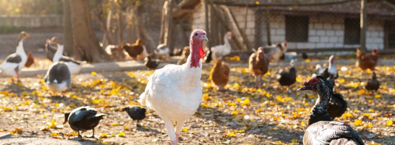 Kansas turkey breeder aims to protect