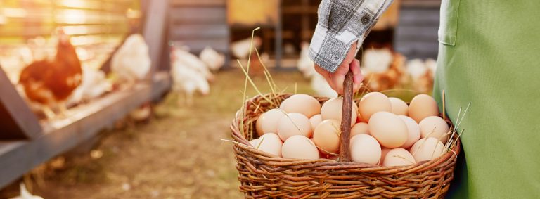 Management to make layers lay fewer eggs