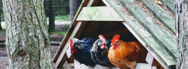 Why do you need an automatic coop door